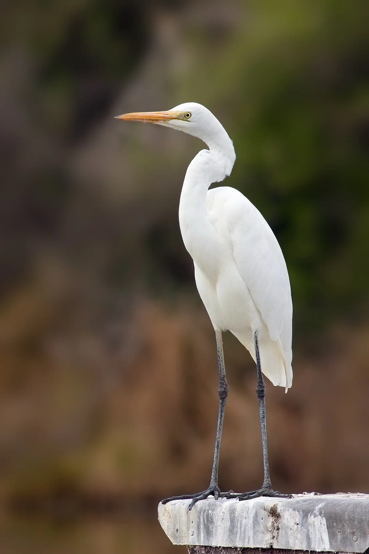 The Thanksgiving Egret.