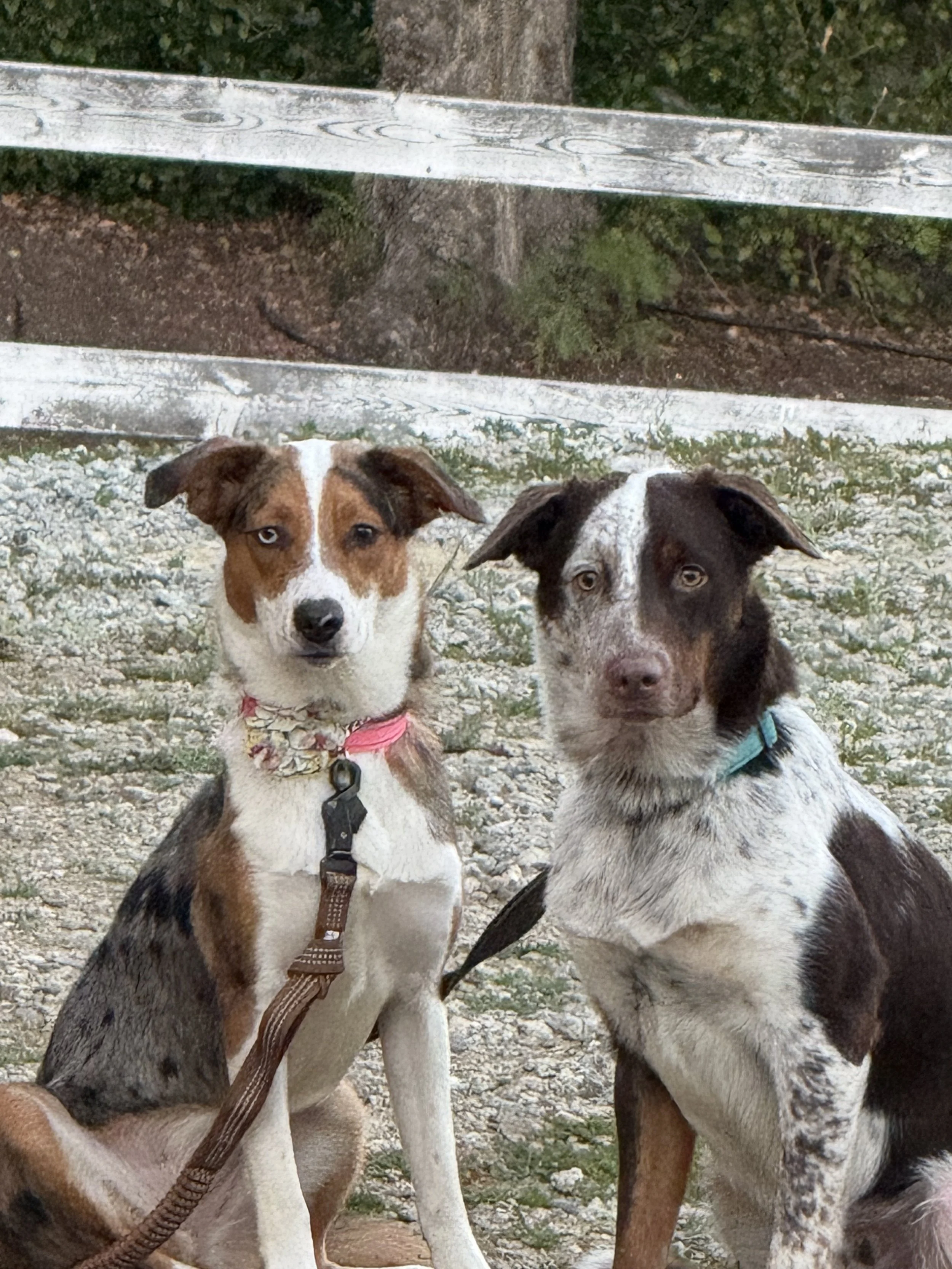 Ava, Winnie, and Cowboy are back in California and are safe.