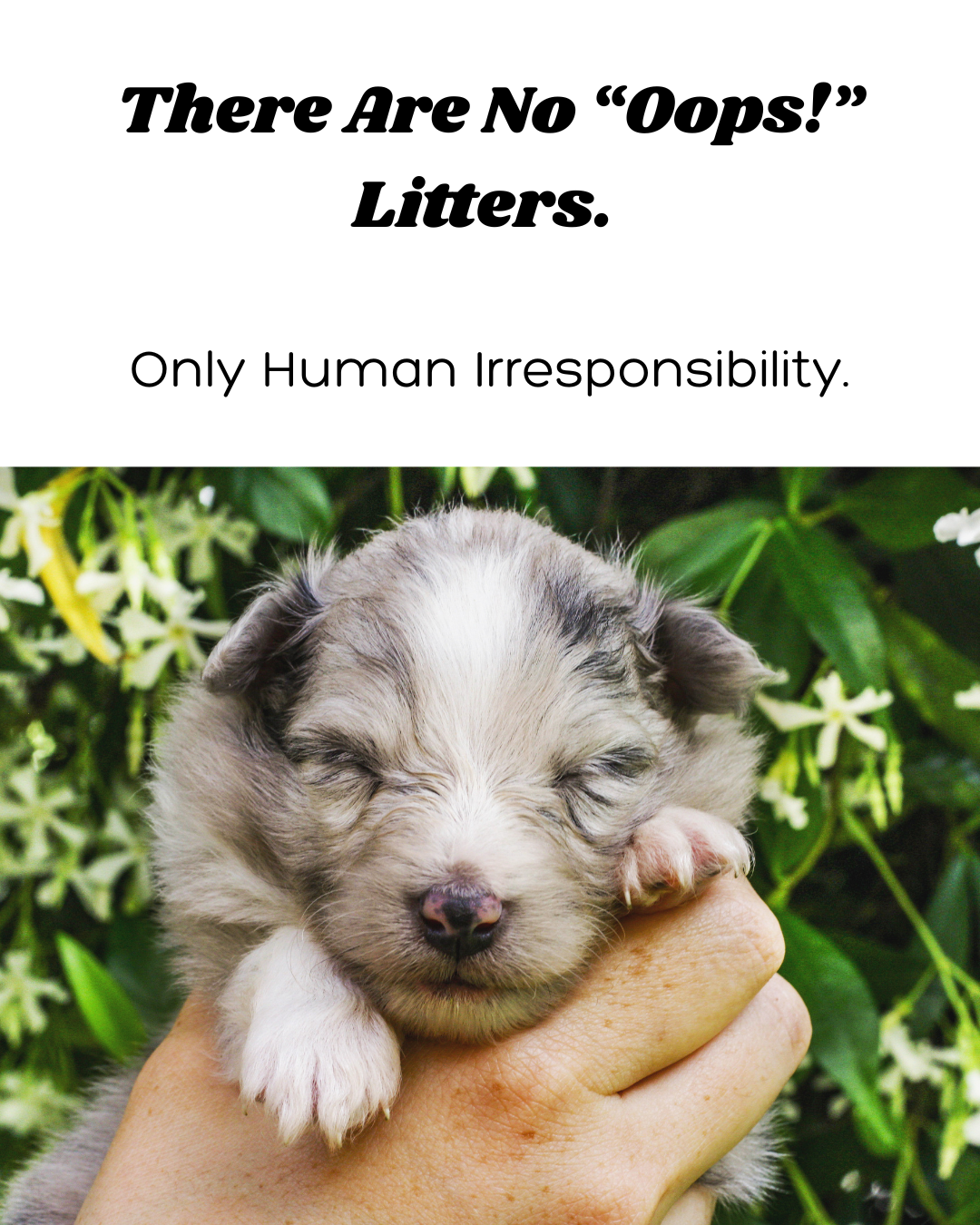 There are no “Oops!” litters. Only human irresponsibility. 