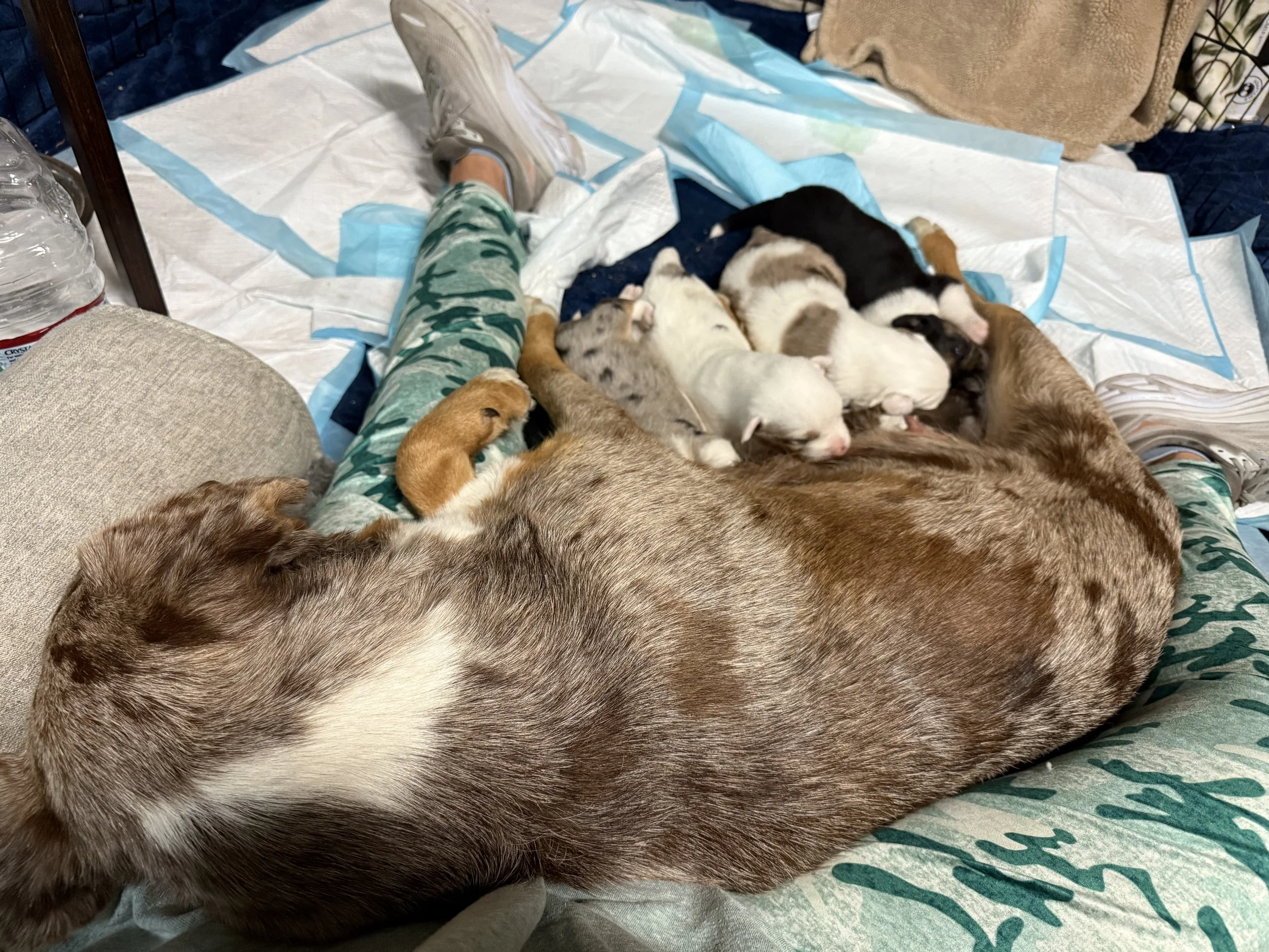 Rescue isn’t just placement. It’s proper matchmaking.