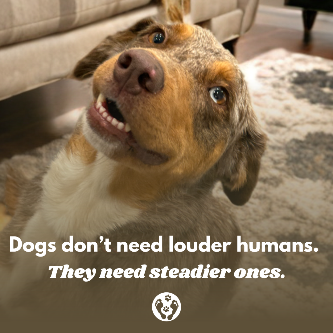 Dogs don’t need louder humans. They need steadier ones. 
