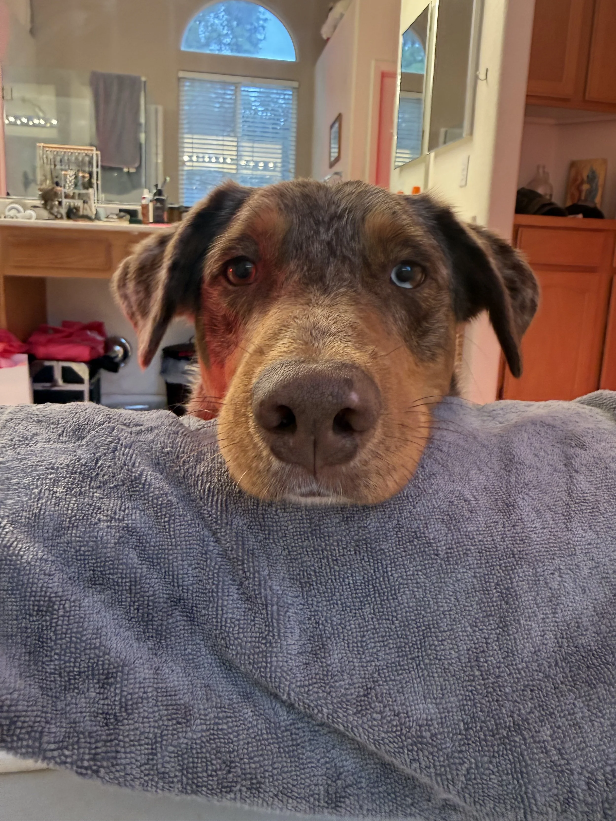 If You Think This Is About Dogs… You’re Missing It