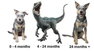 Teenage dogs.