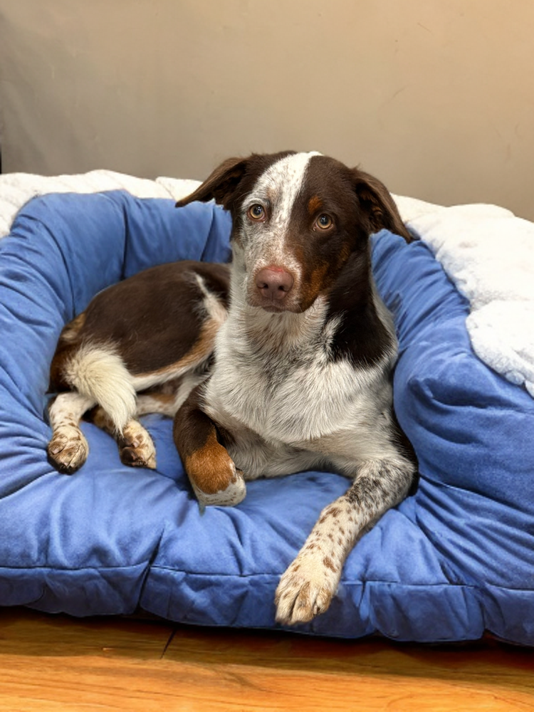 Cowboy is in need of a new home.