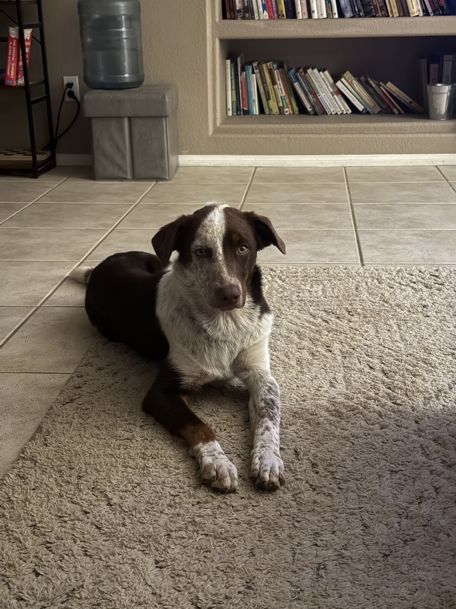 What If We Stopped Asking Who Wants a Dog, and Started Asking….