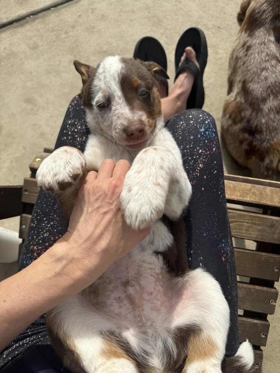 Update on Cowboy: One Week Left in Training — He Needs the Right Landing to Protect His Progress