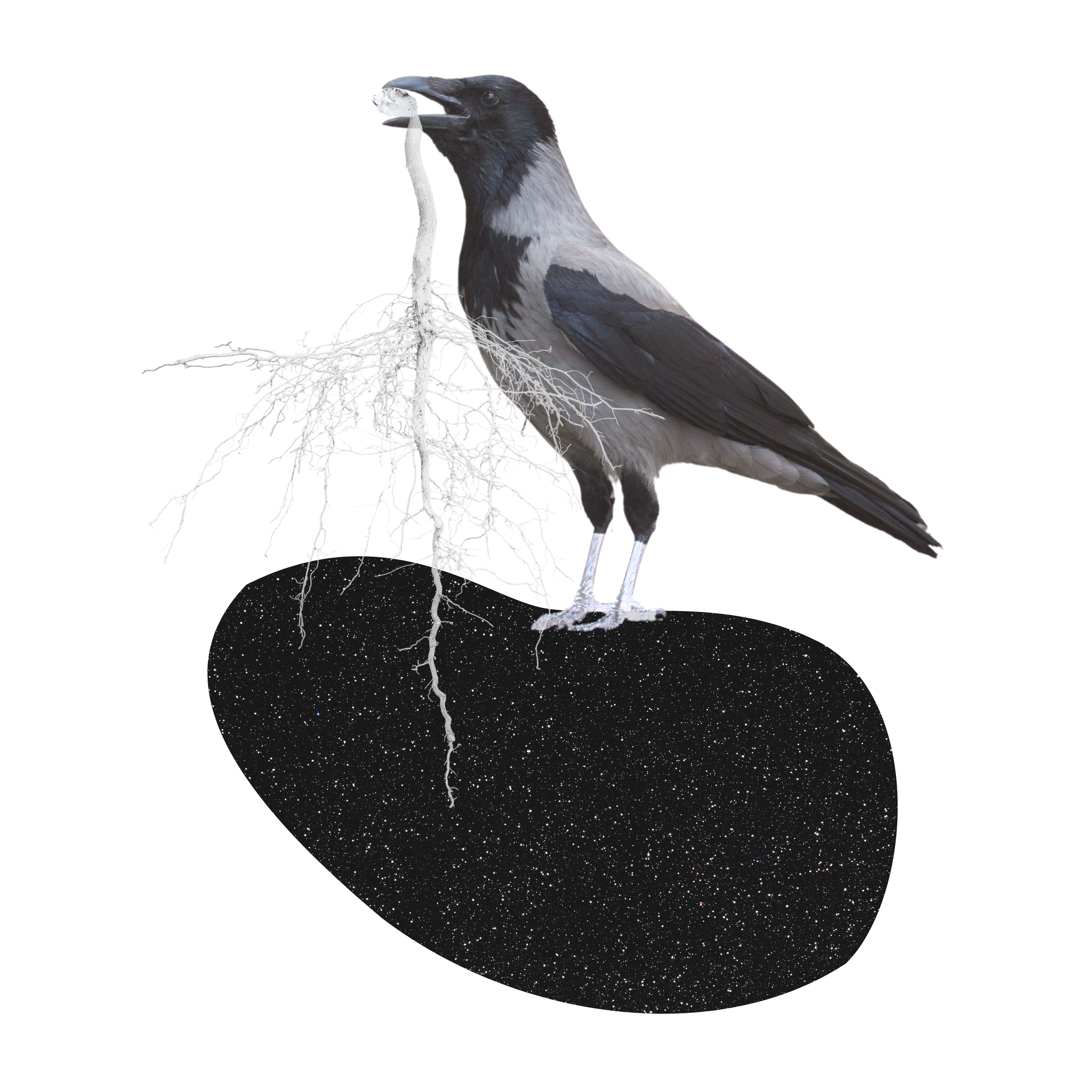 A bird, likely a magpie, holding a white fish in its beak with detailed root-like structures underneath. The background is black with specks of light resembling a starry night.