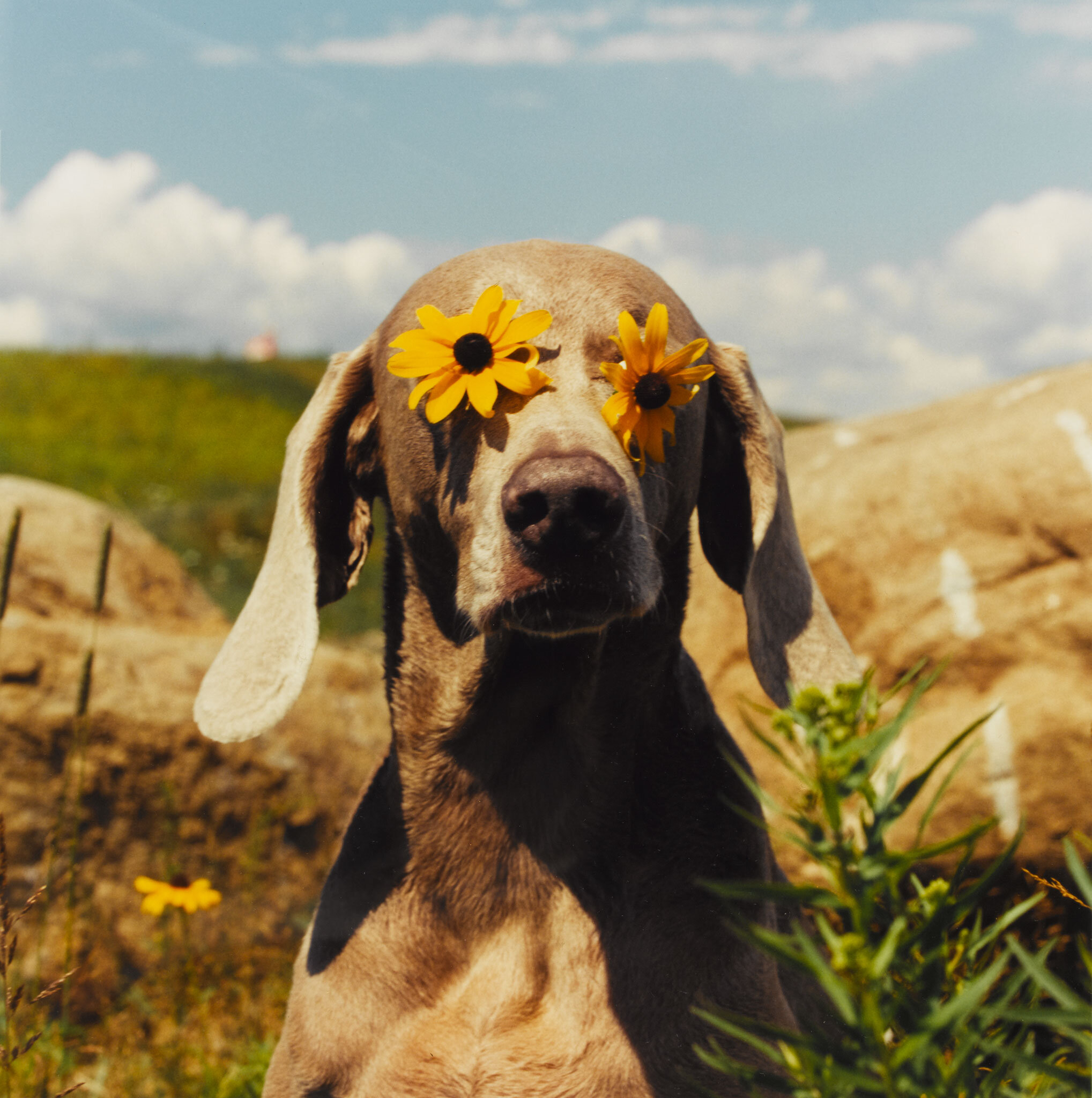 William Wegman