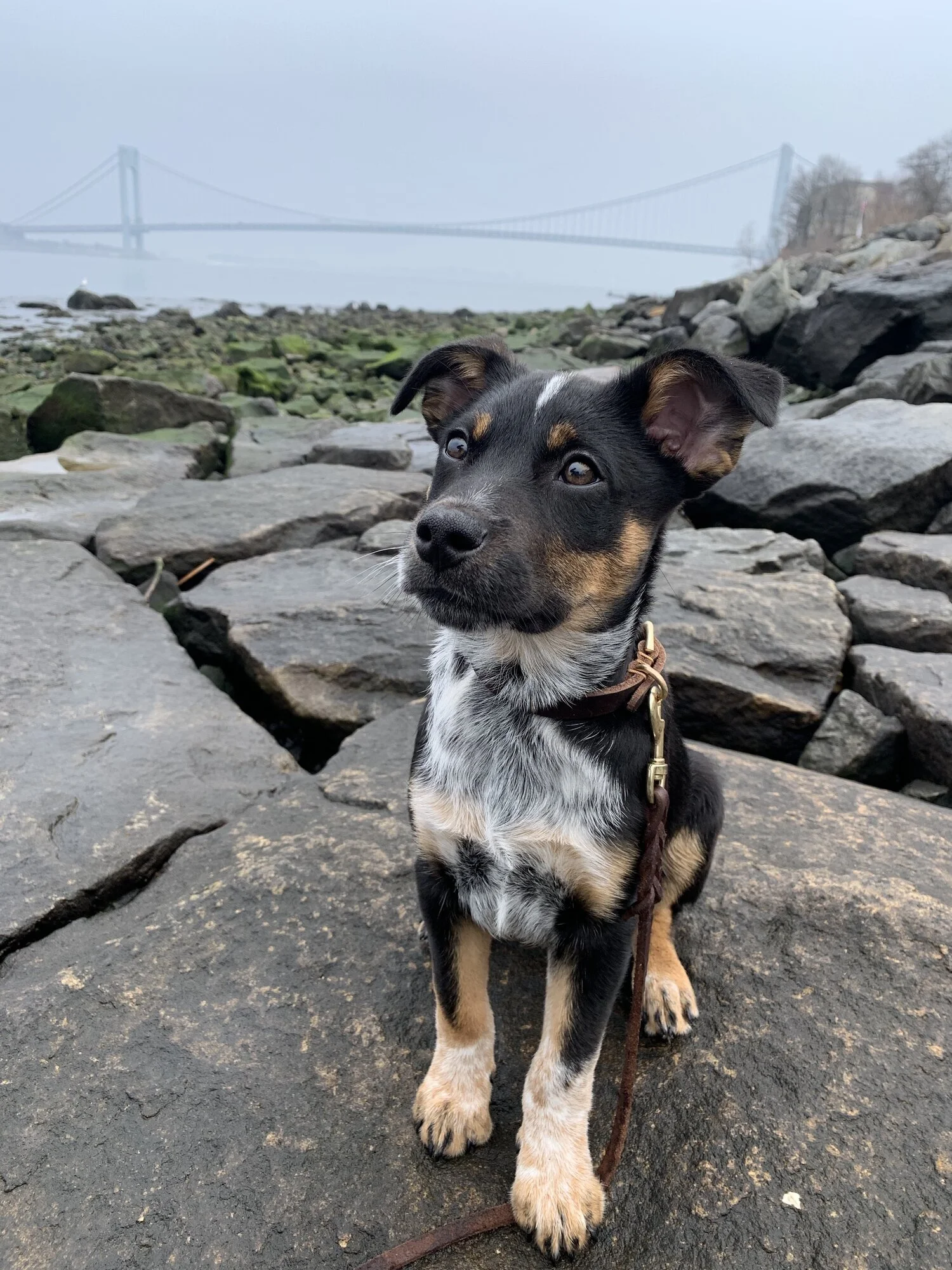 A puppy sits at a rocky beach on a foggy day in front of the Verrazano bridge.