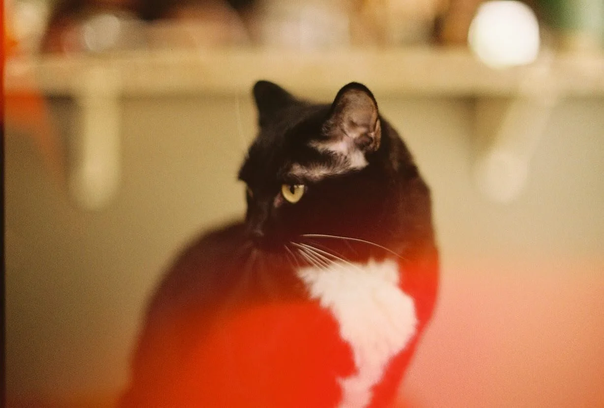 June, part 1 :: settling in, stepping forward (home)

📷 Canon F1 &amp; 2 film stocks 
🎞️ Dubblefilm Solar &amp; Ferrania P30

#12monthsonfilm #12monthsonfilmjune #june #filmphotography #filmisnotdead #canonf1 #vaderthepuppers #stellaandmitch #jhdvi