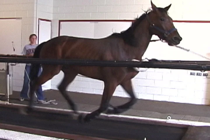 horse1.jpg
