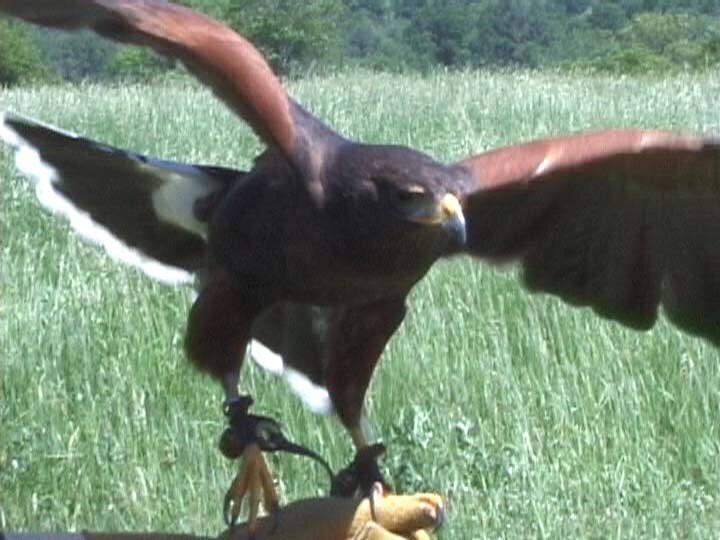 carpediem_hawk2.jpg