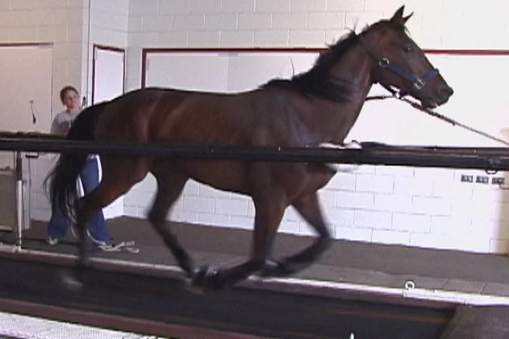 horse2.jpg