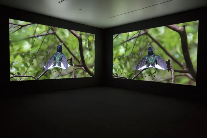 "Persistence of Hope," 2015 (two-channel video installation - with Arctic footage from Katja Aglert's Winter Event-antifreeze, 2009)