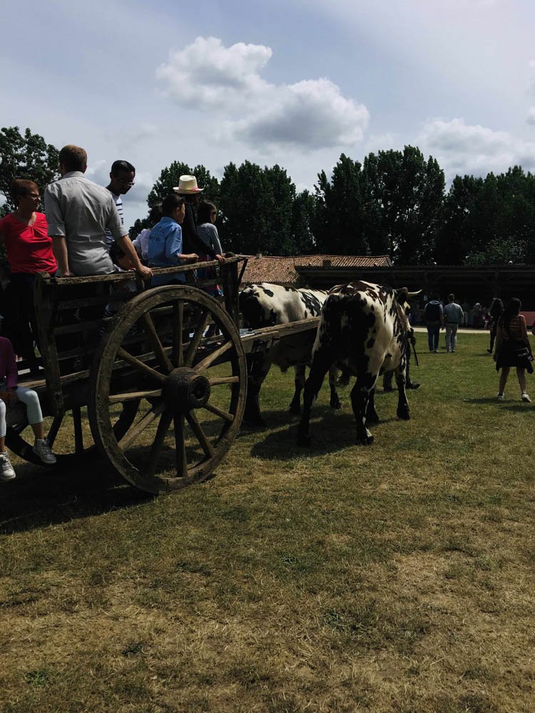 cow-pulling-cart-with-people.jpg