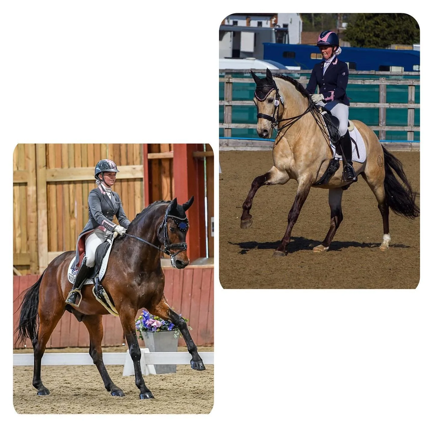 I&rsquo;m super excited to be heading down south to @starandalusiansprestud in Devon on the 2nd of August for a clinic! 

If you would like to book in for a lesson, a ride or even some test riding then book in quick as there are only a few spaces lef