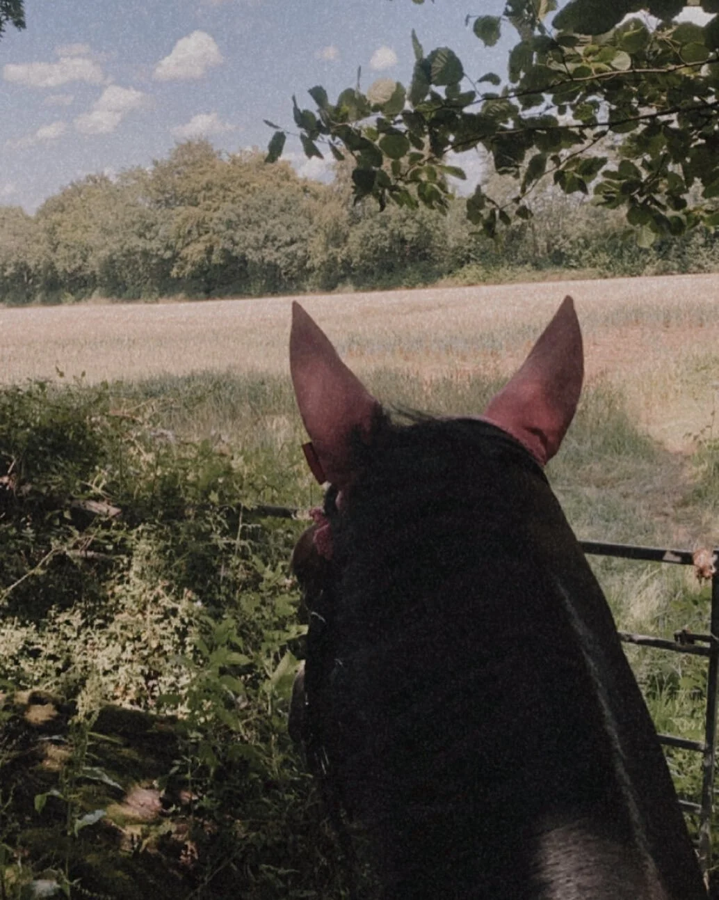 S҉u҉m҉m҉e҉r҉ h҉a҉c҉k҉i҉n҉g҉ ☀️🌾

#havking #countryside #trails #competitionhorse #confidencebuilding #takingourtime #happiness #happyhorsehappyrider 
#horserider #dressagerider #dressagetrainer #dressage #dressagehorse #dressurpferd #pferdesport #pf