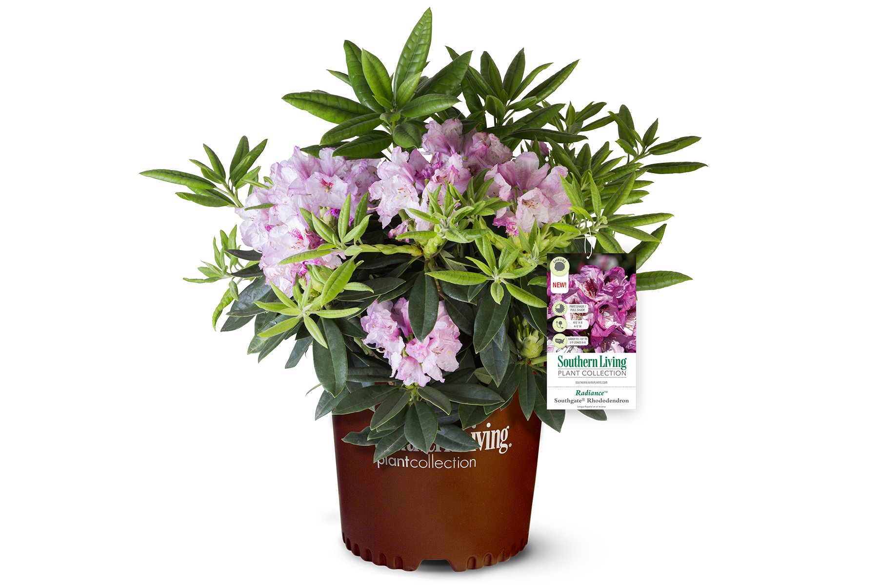 Rhododendron_Southgate_Radiance_Clipped_20180309_w-tag_X21A8721_1800x1200.png