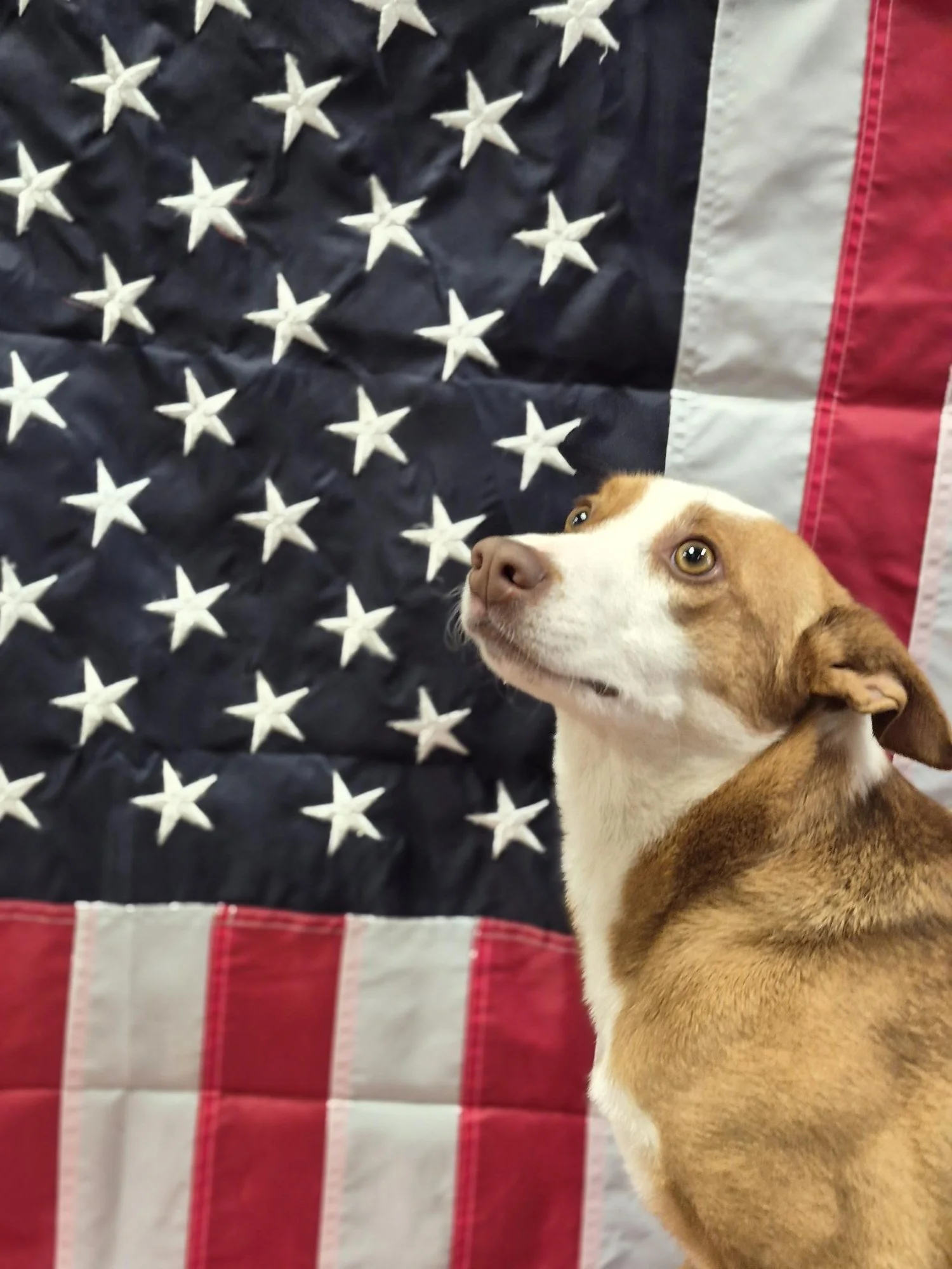 Photo of station dog, Freya Wagner
