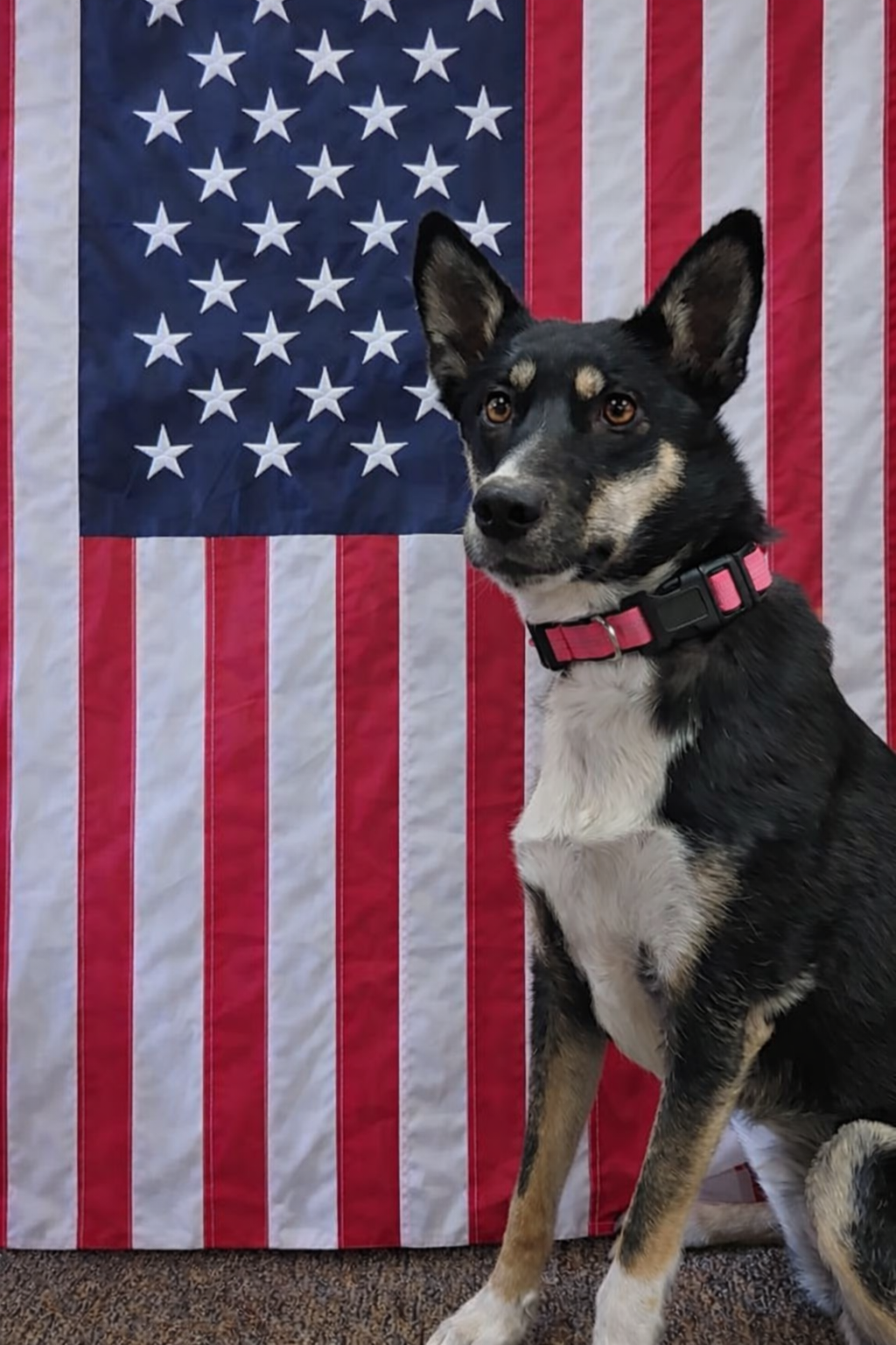Photo of station dog, Zapata Faith