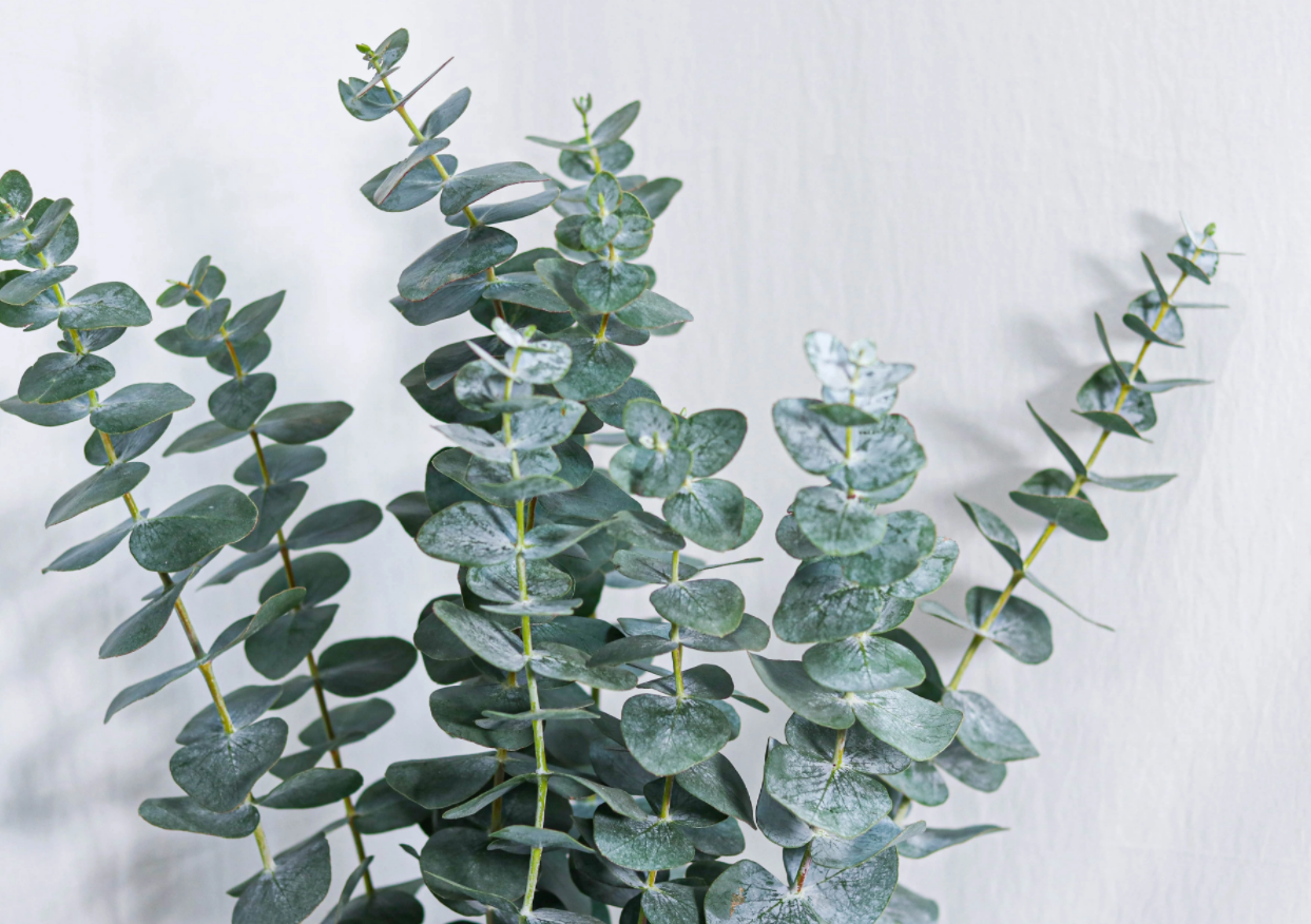 Eucalyptus true blue frais