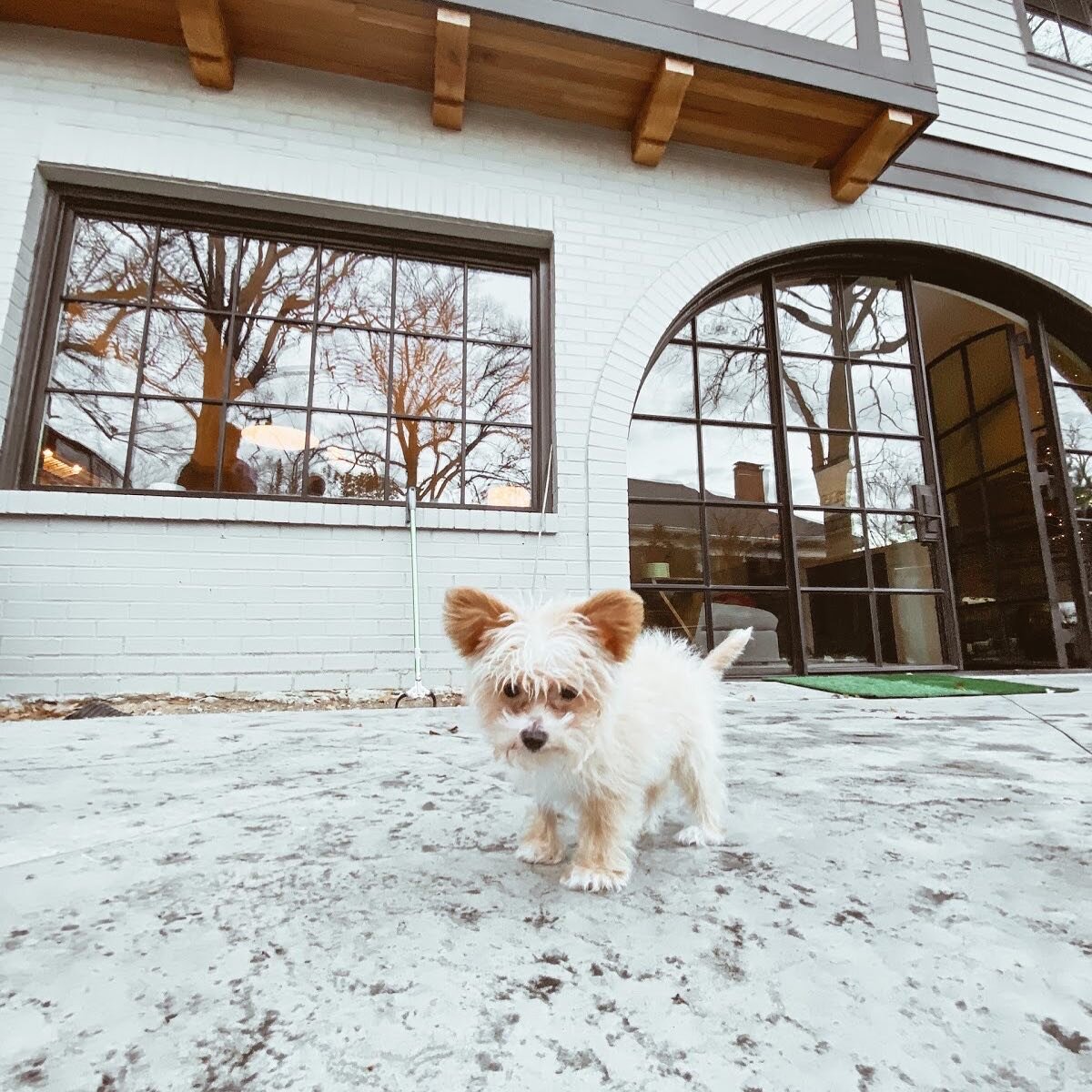 The best site visits are the ones where furry friends are present 🐶✨

#HomesbyNorthside #NorthsideBuilders