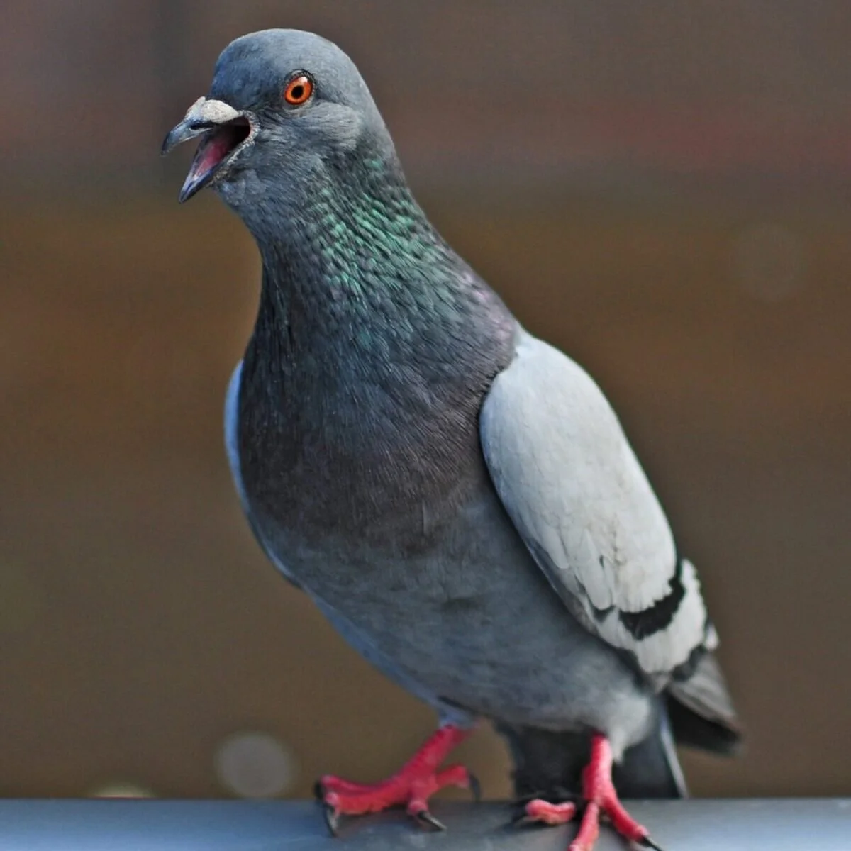 Bird Control & Removal Services — Whitmore Pest & Wildlife Control