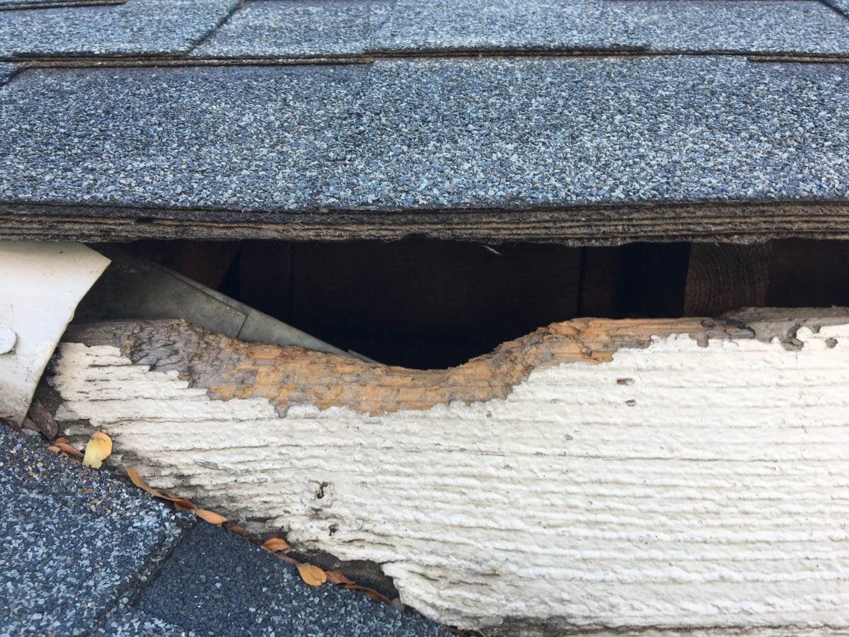 Squirrel Removal Services Denver — Whitmore Pest & Wildlife Control