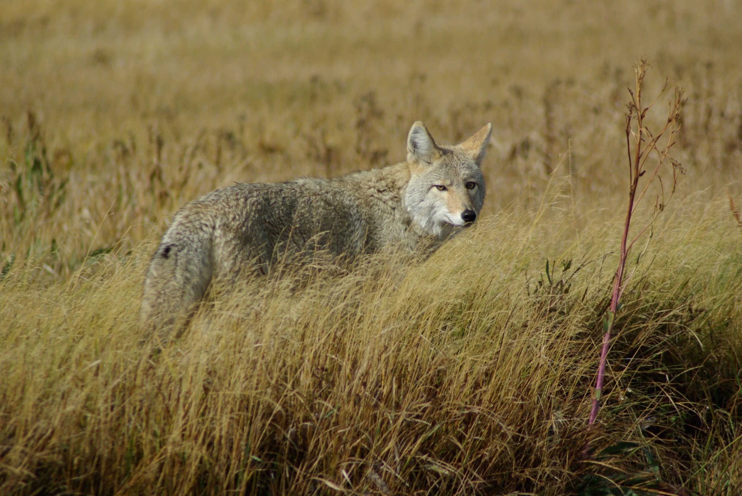 How to Keep Coyotes Away A Comprehensive Guide — Whitmore Pest