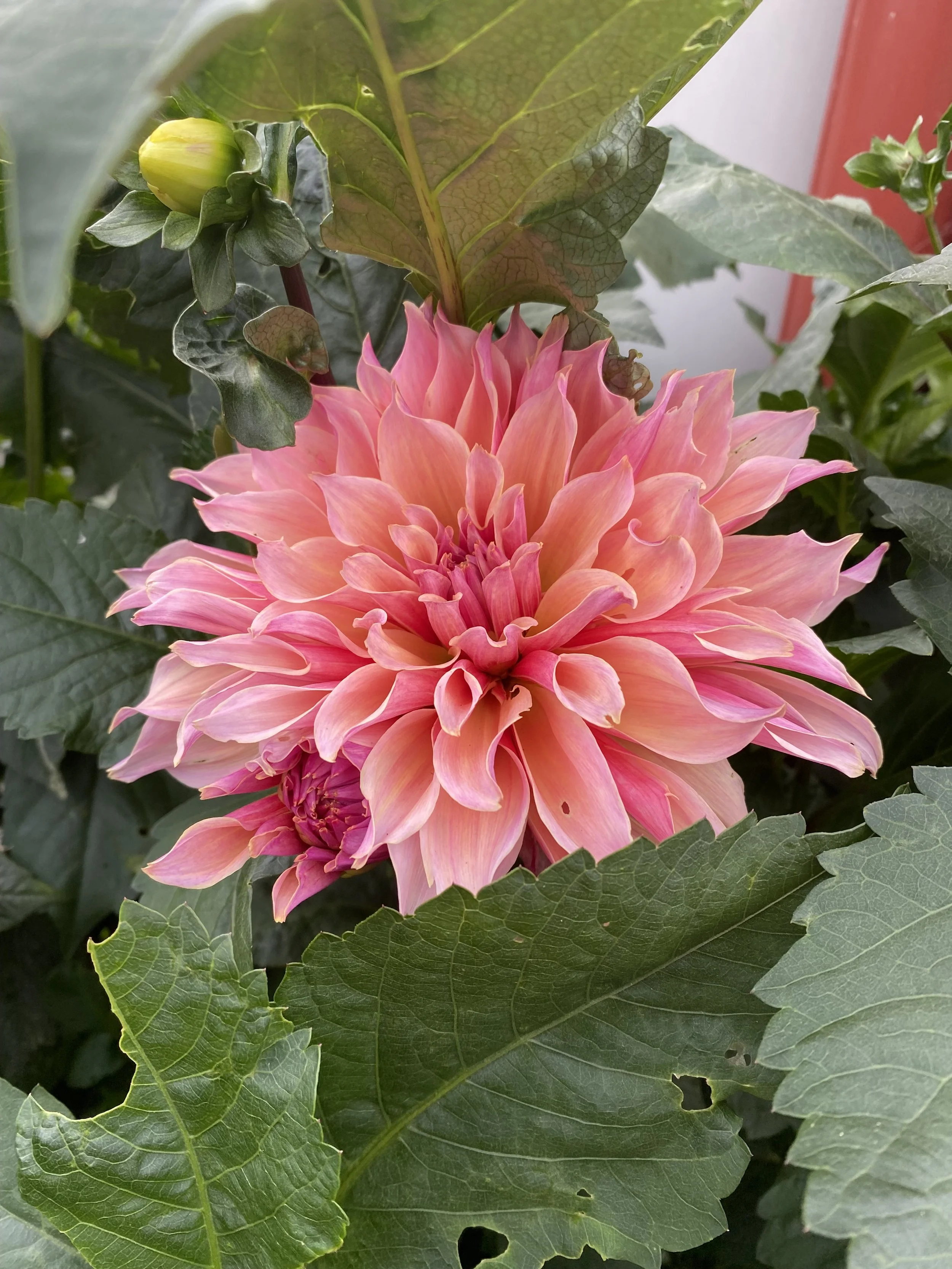 1 Day Watercolor Dahlia Workshop