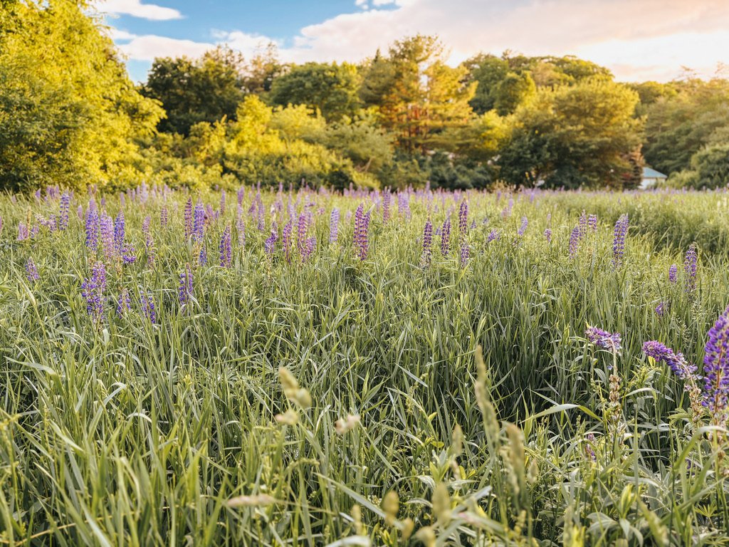Lupine Painting Workshop