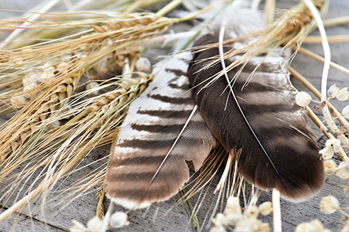 discovery-session-feather