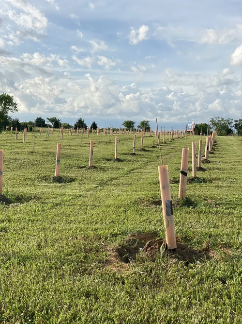 Our Vineyard in Lawrence