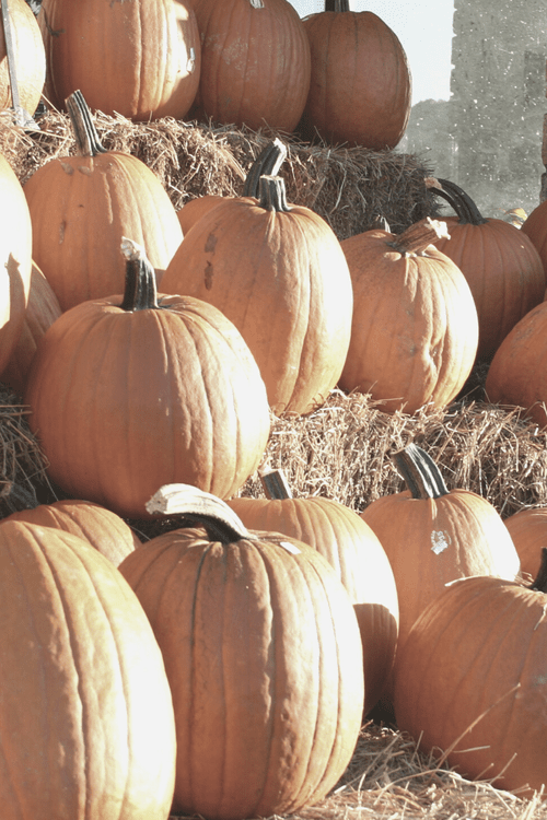 Creative Socially Distanced Halloween Ideas article featuring pumpkins on a hay bale