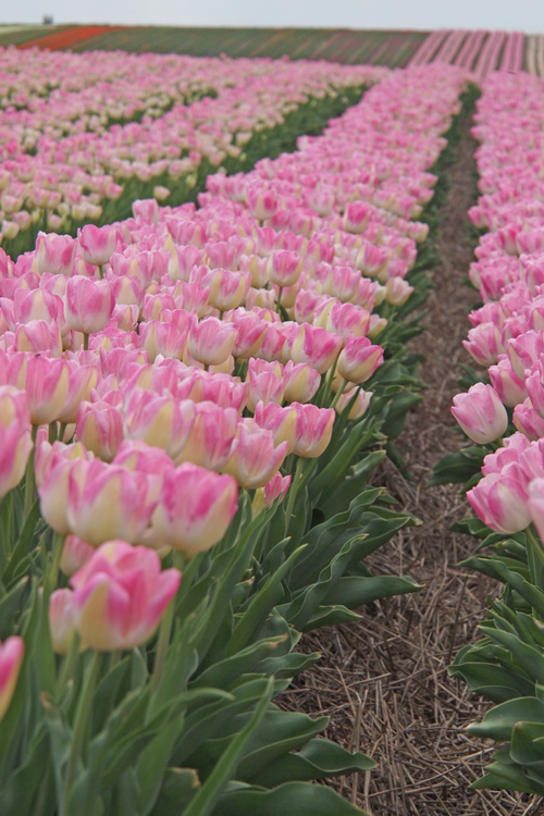 spring festivals in kansas tulip field