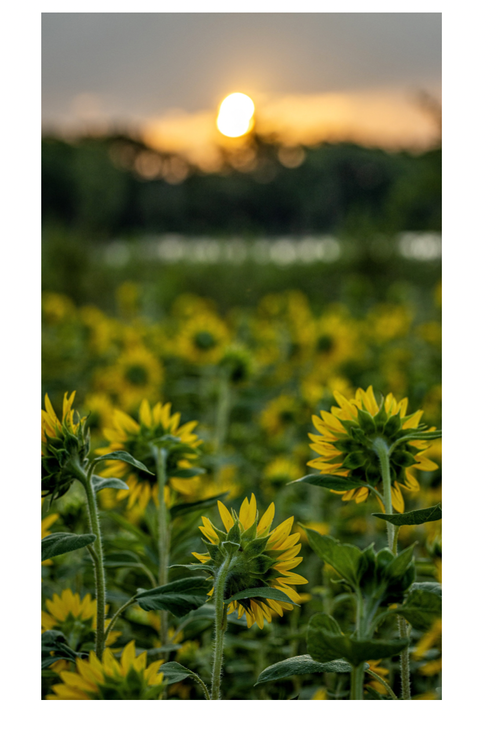 C01D57C3-F630-4BF0-89BE-19B59371BB73.PNG