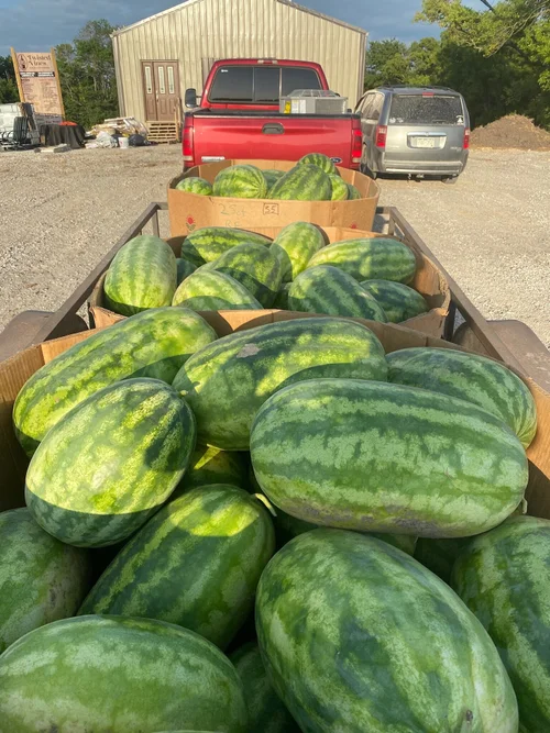 Truck bed full of local produce