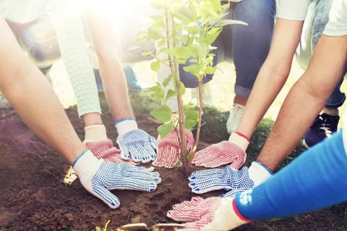 volunteers hands plant a tree