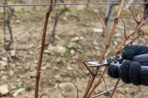hands pruning a grapevine in winter