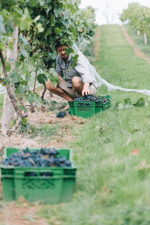 vineyard worker