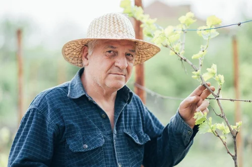 Vintner in straw hat with blossoming vine