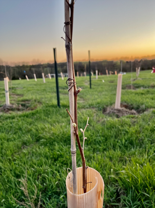 Bud break at our Lawrence vineyard in April 2021