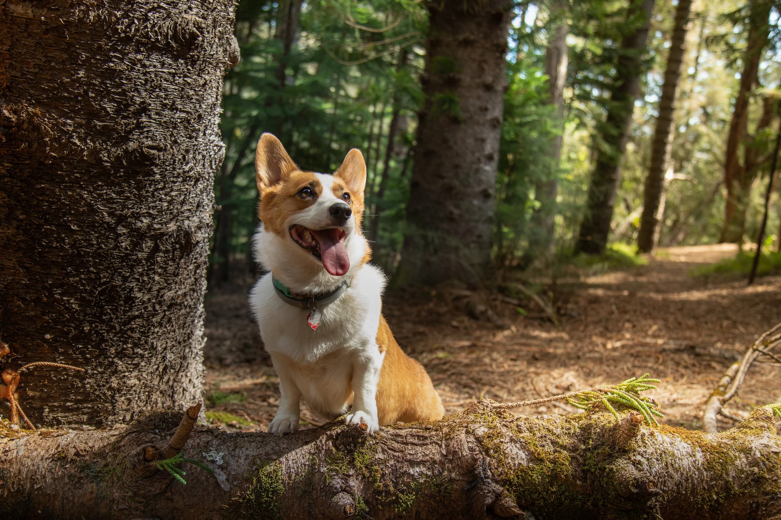 fluff (24 of 61).JPG
