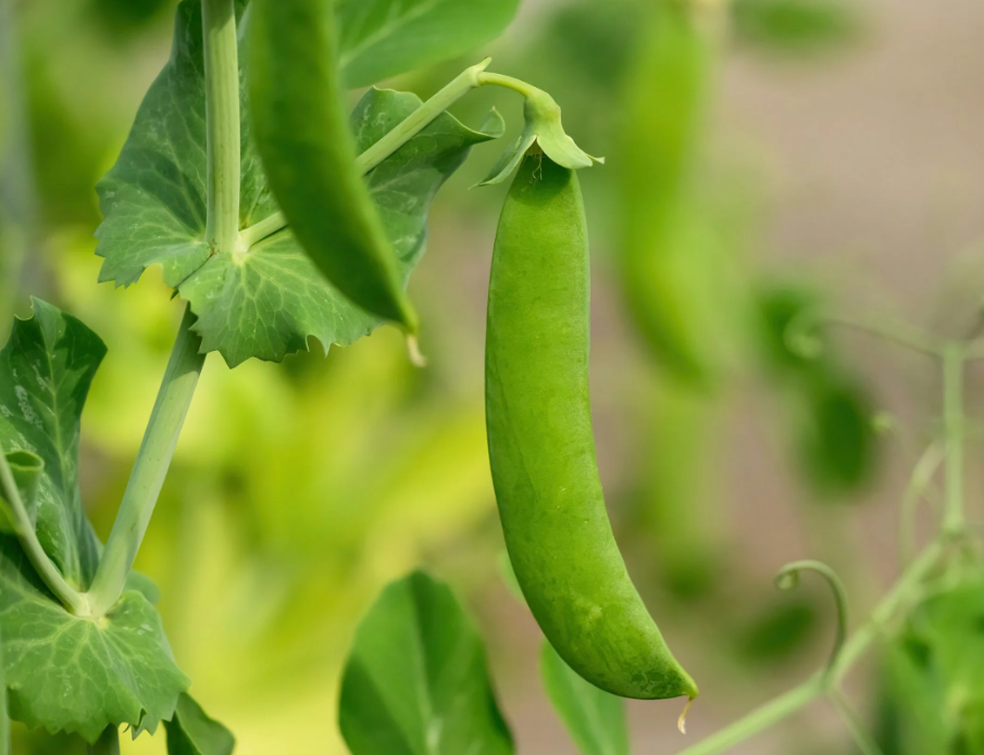Did you know marrowfat peas are little nutritional powerhouses?