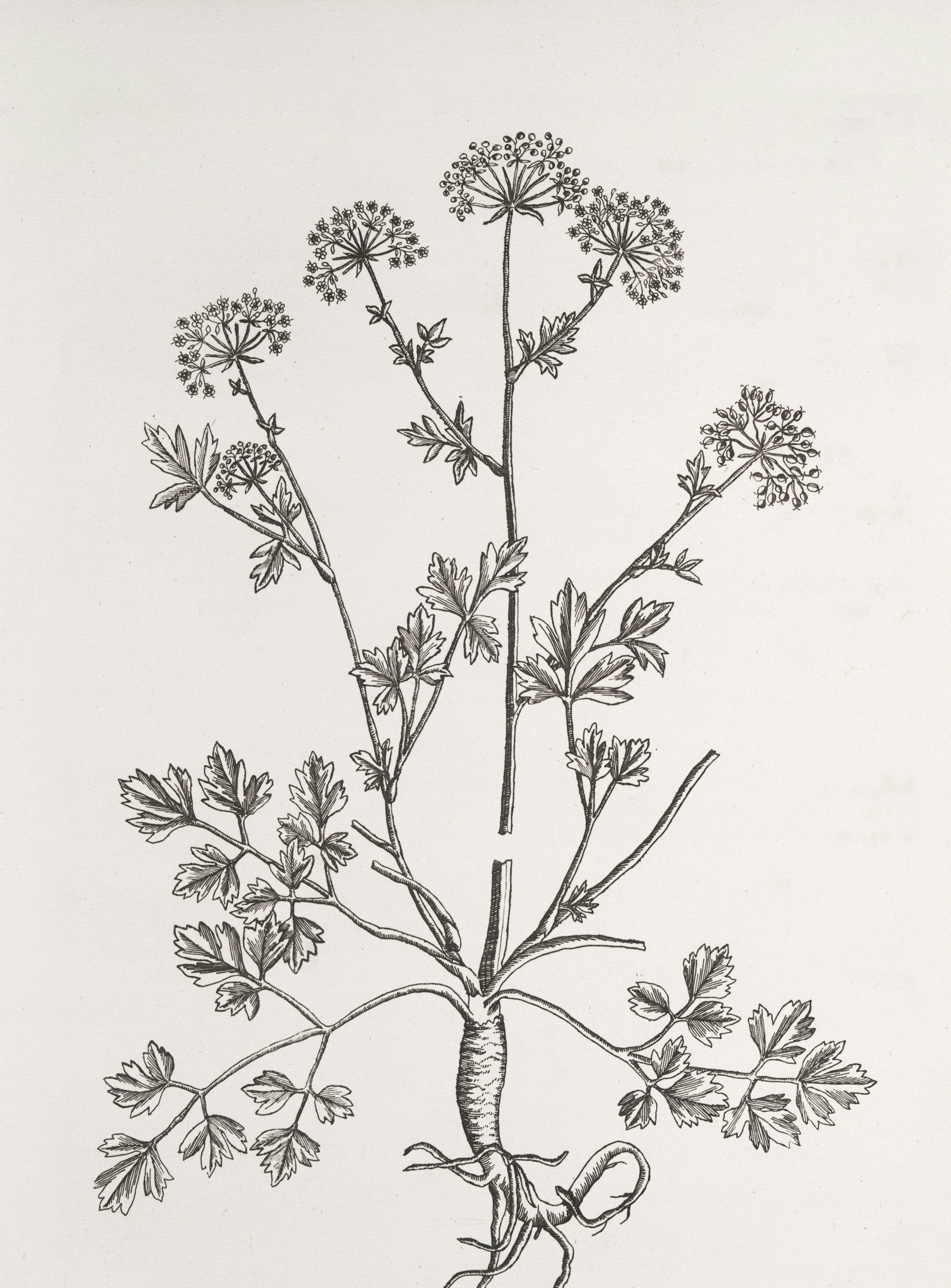sketch of henbane
