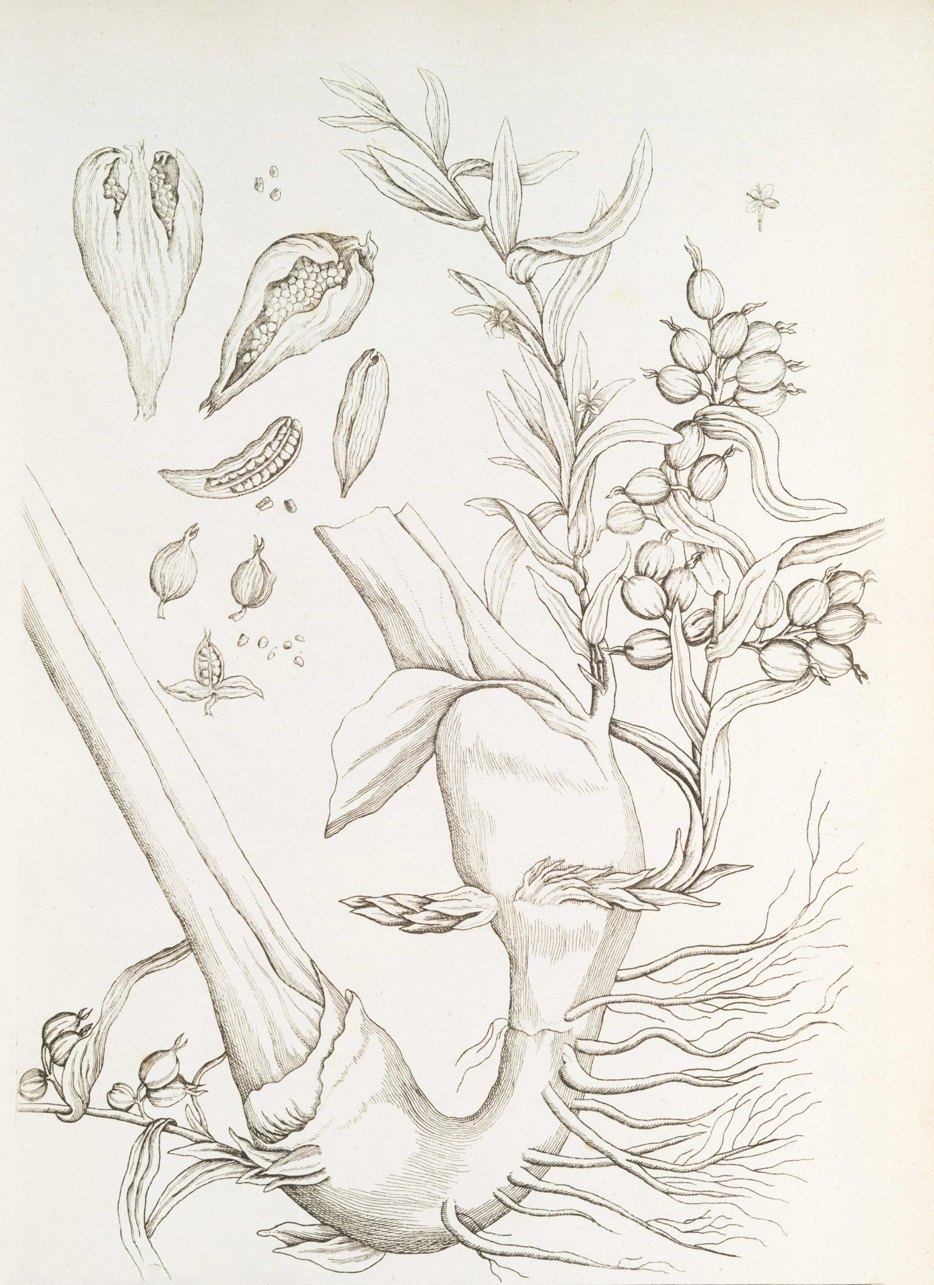 sketch of mandrake