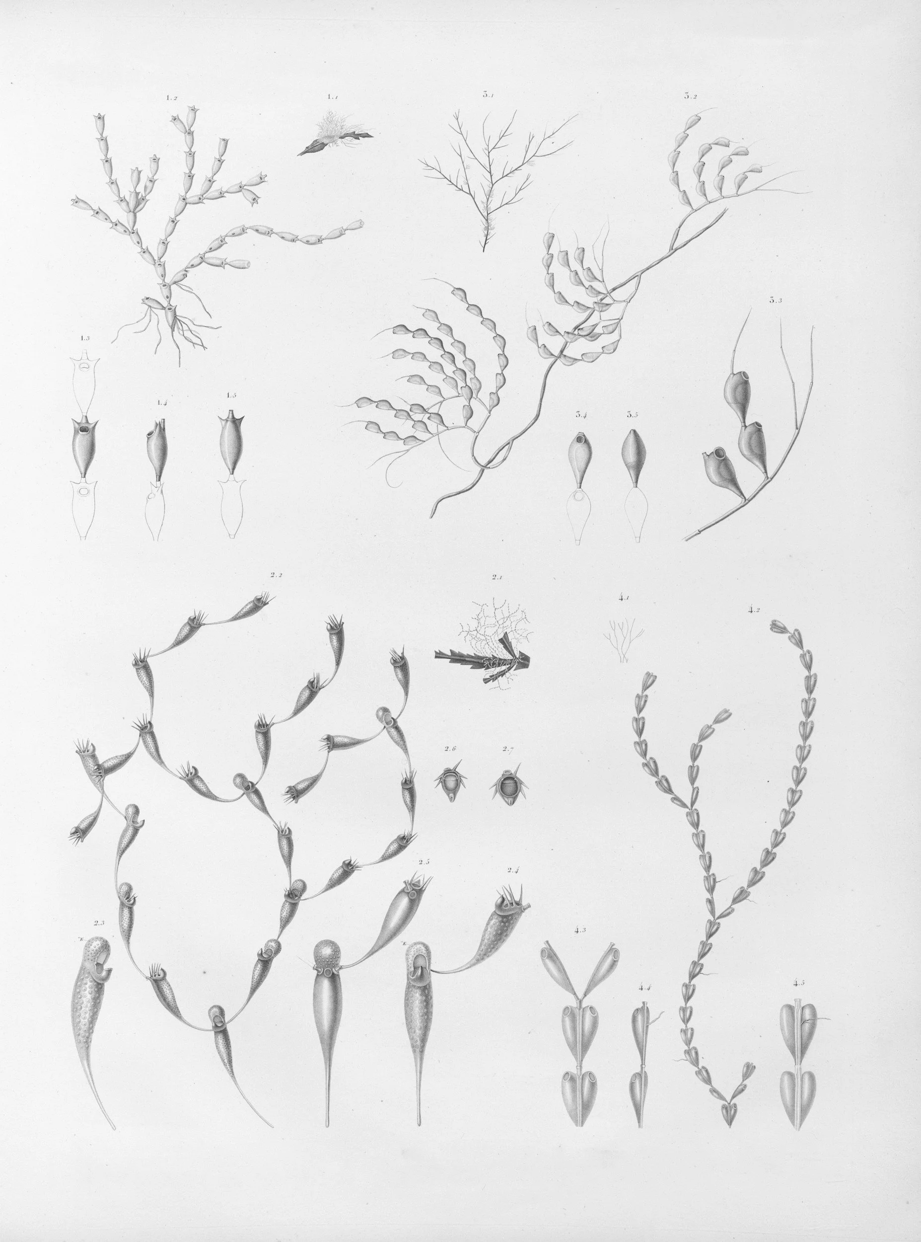 Sketch of ephedra