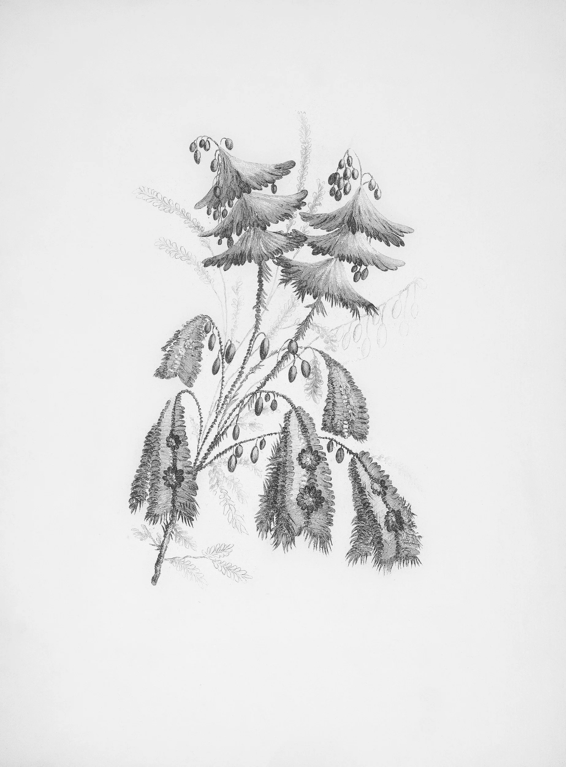 Sketch of acacia