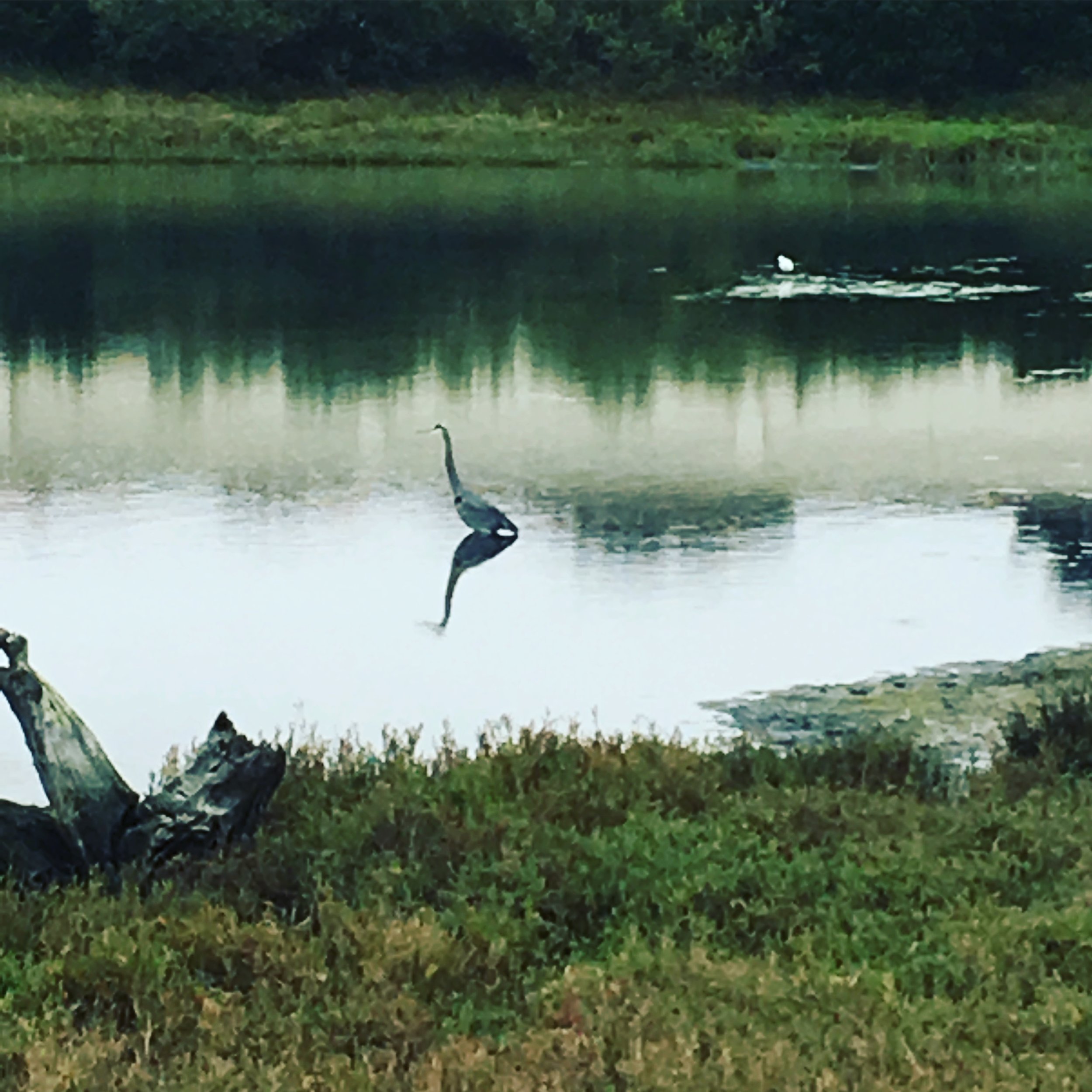 heron & reflection.JPG