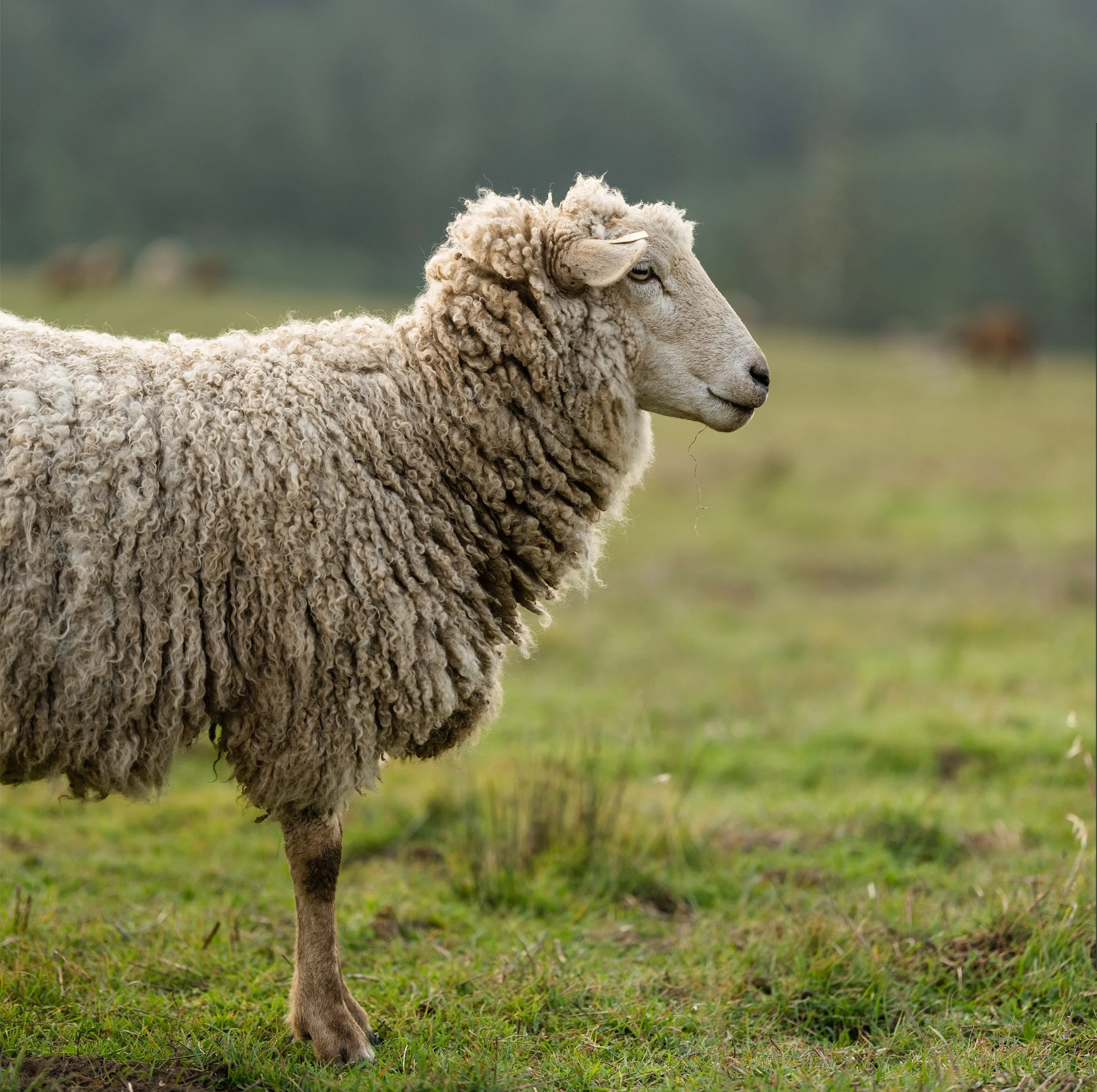 Wool, PETA &amp; the CFDA -- talk amongst yourselves!